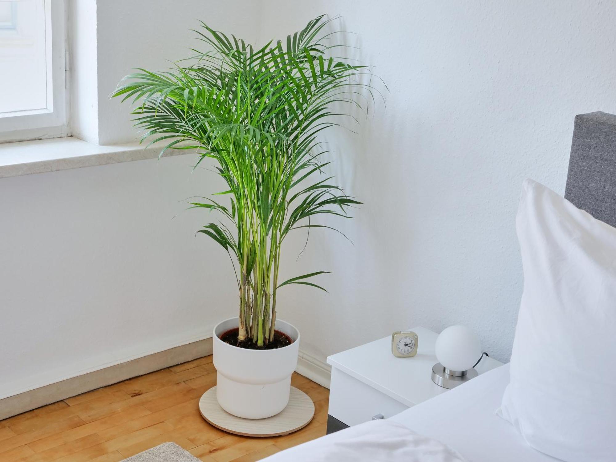 Appartement Dom III - Erfurt Domplatz Eksteriør bilde
